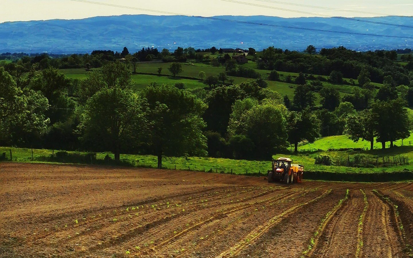 La plantation du chanvre