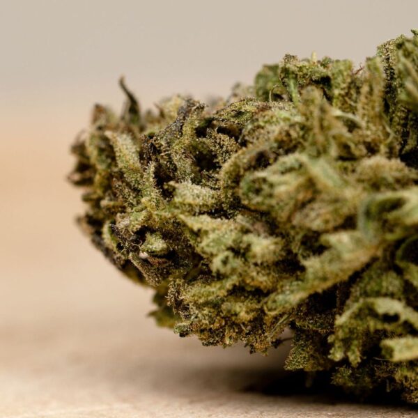 Fleurs de CBD BIO - Blueberry - small buds – Image 3