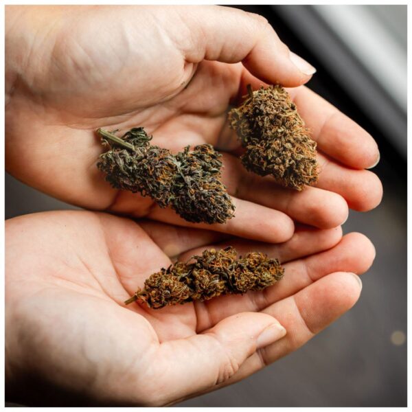 Fleurs CBD bio les Plantes de Tomine
