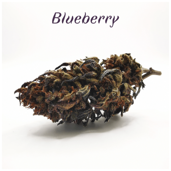 Fleurs de CBD Blueberry culture bio en plein champ par les Plantes de Tomine Zoom fleurs Blueberry CBD premium