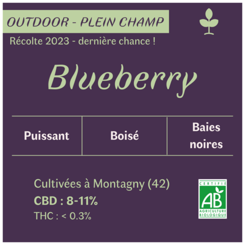 Fleurs de CBD Blueberry culture bio en plein champ par les Plantes de Tomine, informations fleurs CBD détaillées