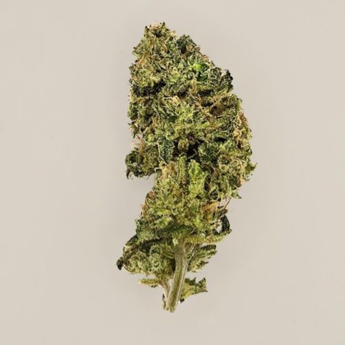 Banano Capione CBD BIO indoor