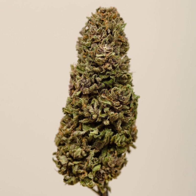 Blood Lime CBD BIO greenhouse