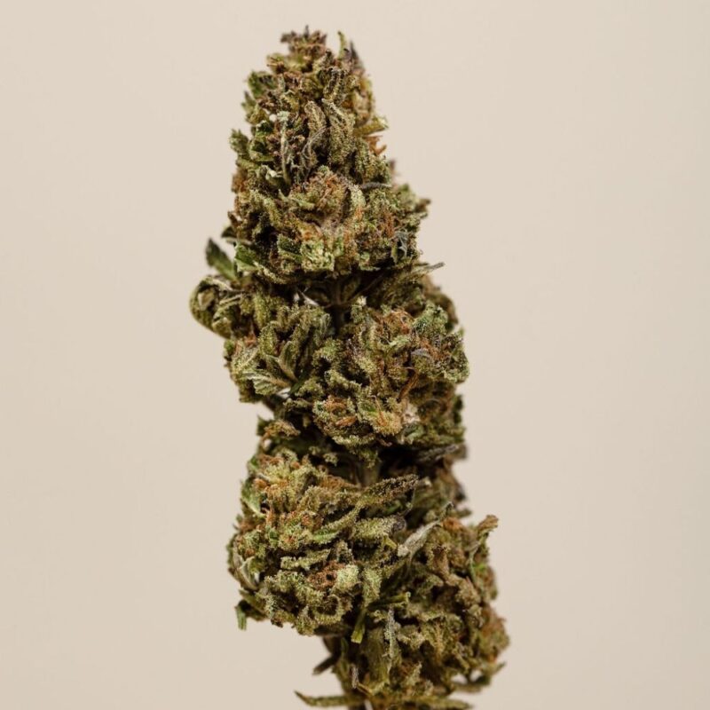 Blueberry CBD BIO