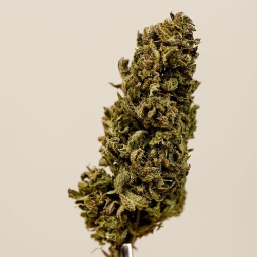 Charlotte Angel's CBD BIO