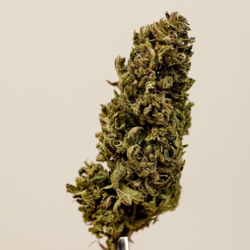 Charlotte Angel's CBD BIO