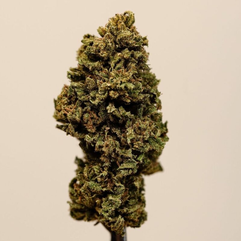Cheesy CBD BIO