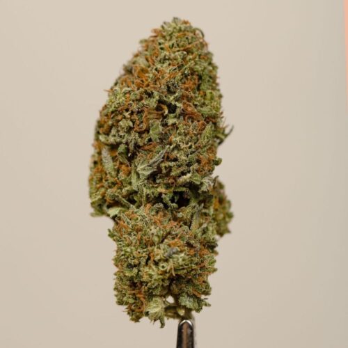 OG Kush CBD BIO indoor