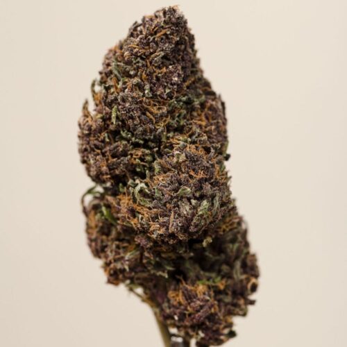 Legendary Purple Tonic CBD BIO greenhouse