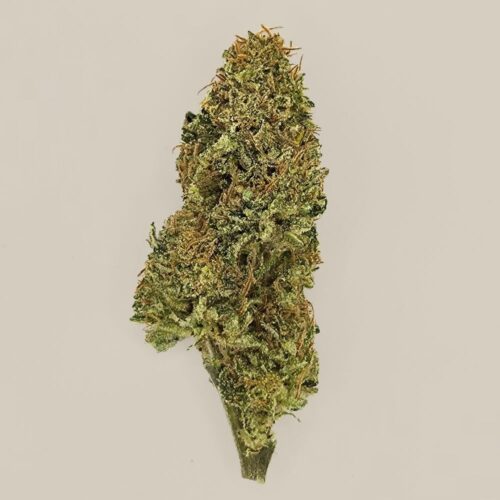 Mangolomania CBD BIO indoor