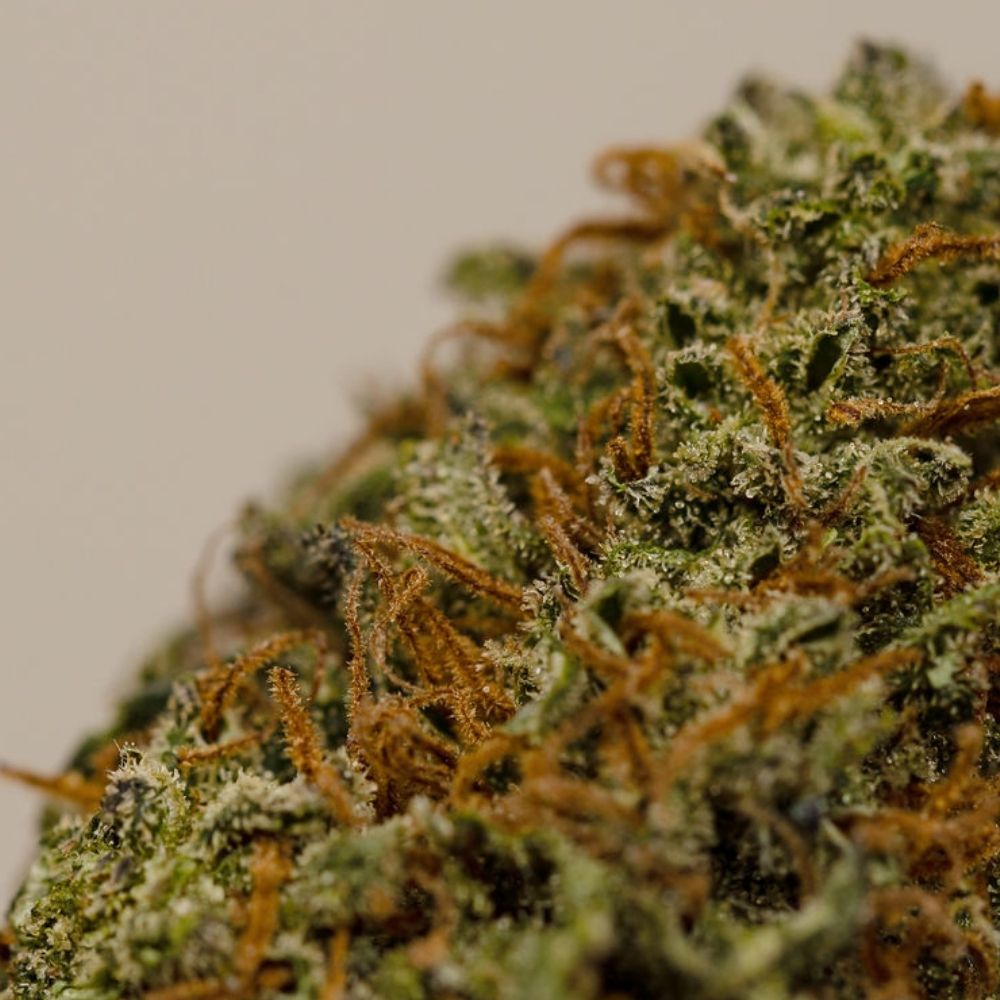 OG Kush CBD BIO indoor – Image 2