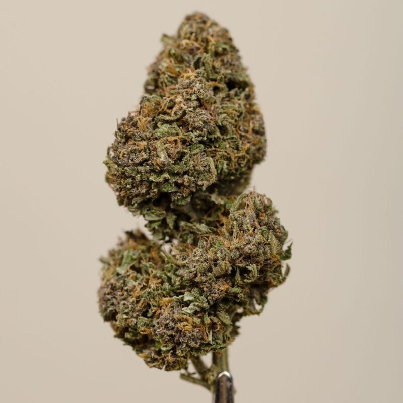 Sapphire Kush CBD BIO greenhouse