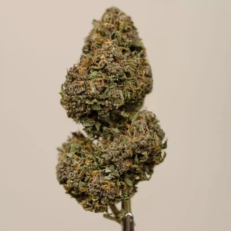 Sapphire Kush CBD BIO greenhouse