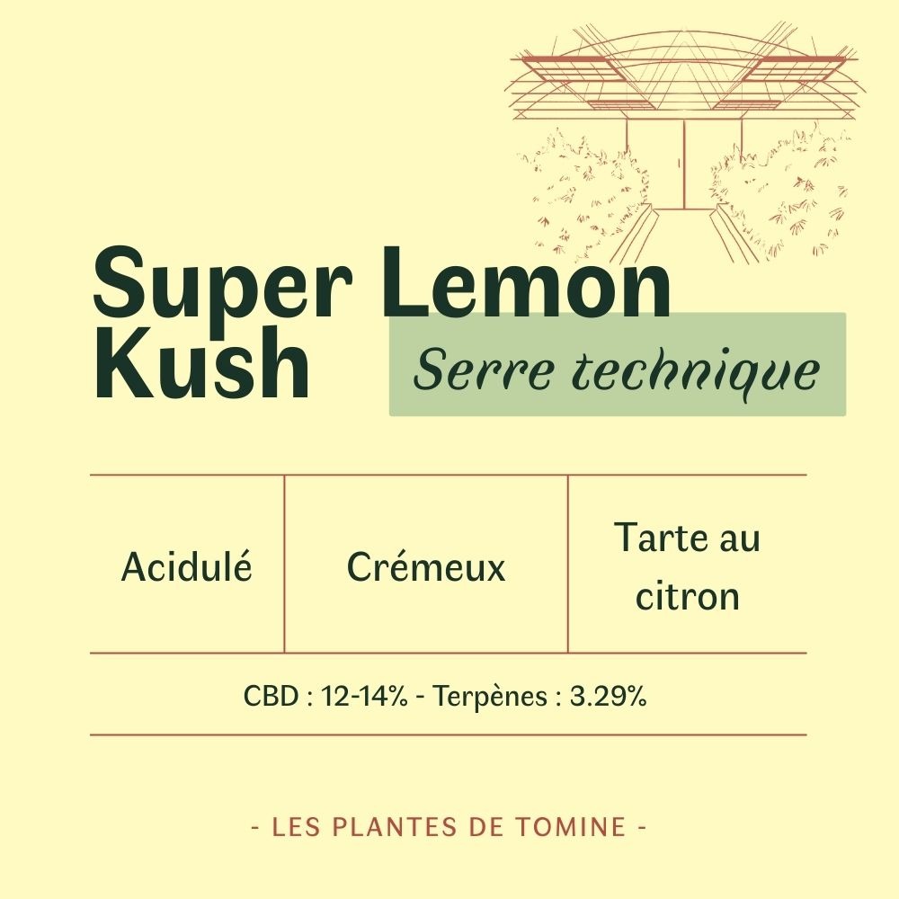 Super Lemon Kush CBD BIO indoor – Image 3