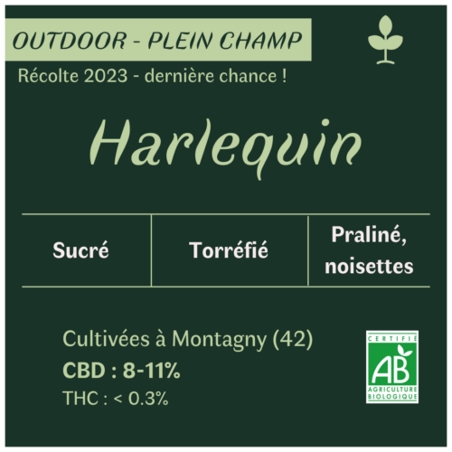 Fleurs de CBD Harlequin culture bio en plein champ par les Plantes de Tomine goût et saveurs Harlequin CBD