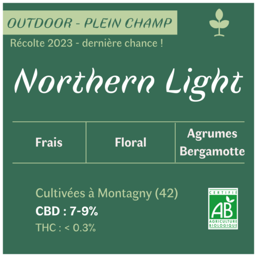 Fleurs de CBD Northern Light culture bio en plein champ par les Plantes de Tomine goût et saveurs Northern Light CBD