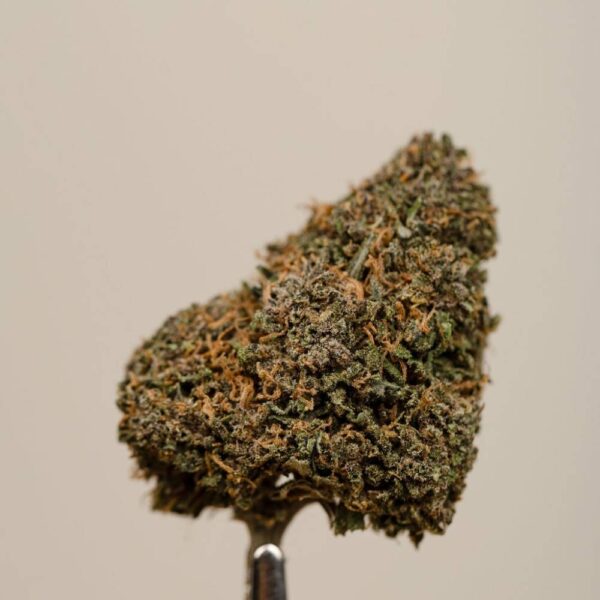 Legendary OG CBD BIO greenhouse – Image 4