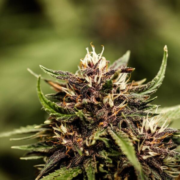 Legendary Purple Tonic CBD BIO greenhouse – Image 2