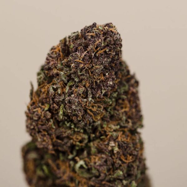 Legendary Purple Tonic CBD BIO greenhouse – Image 5