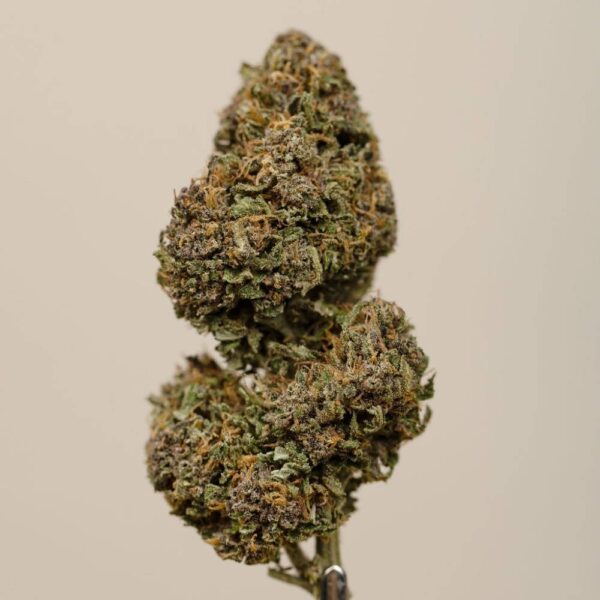 Sapphire Kush CBD BIO indoor – Image 4