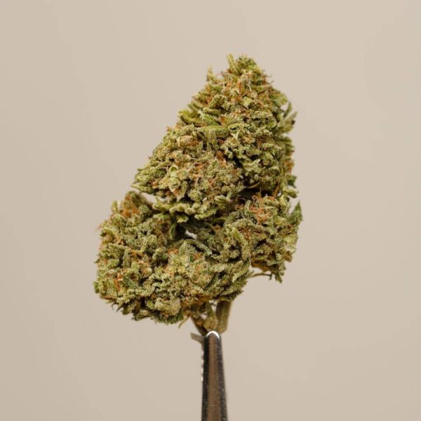Tropical Green CBD BIO greenhouse – Image 4