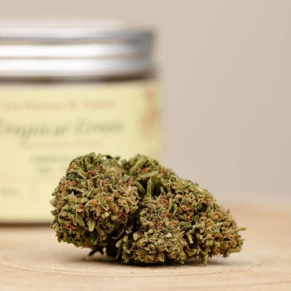 Tropical Green CBD BIO greenhouse – Image 3