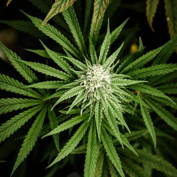 Tropical Green CBD BIO greenhouse – Image 2