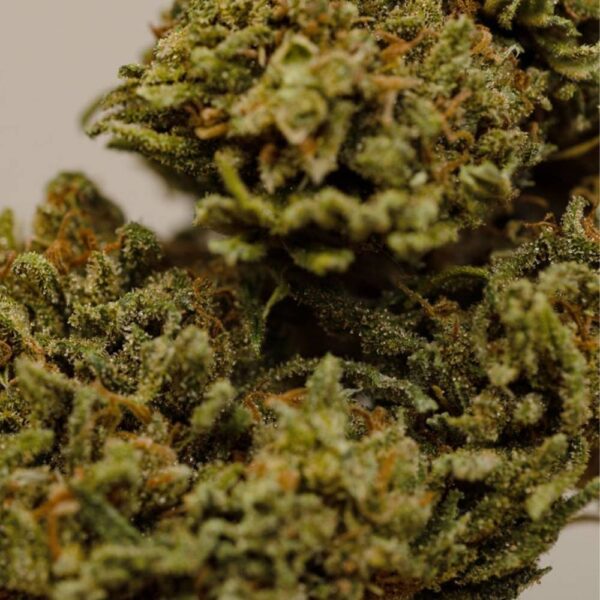 Tropical Green CBD BIO greenhouse – Image 5