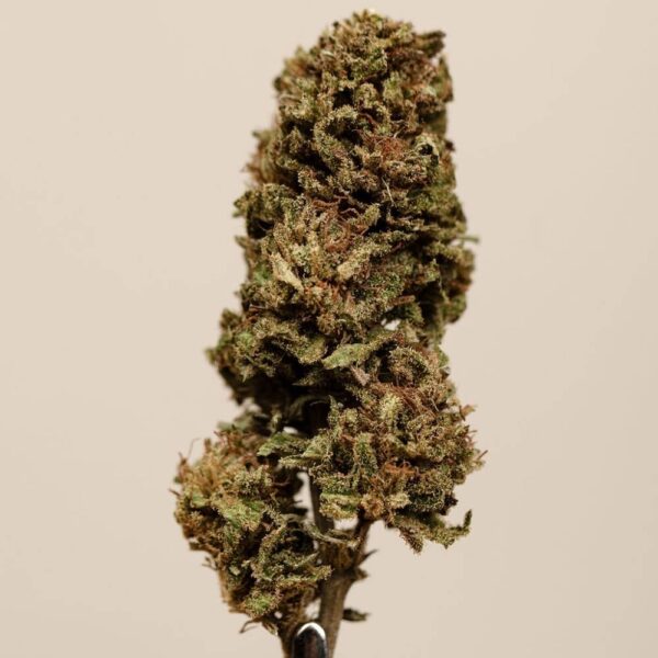 Pineapple CBD BIO – Image 4