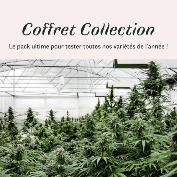 Coffret Collection - Pack Complet fleurs CBD – Image 2