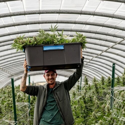 Culture Light Dep avec Thomas des Plantes de Tomine, récolte des fleurs de CBD en aout 2025