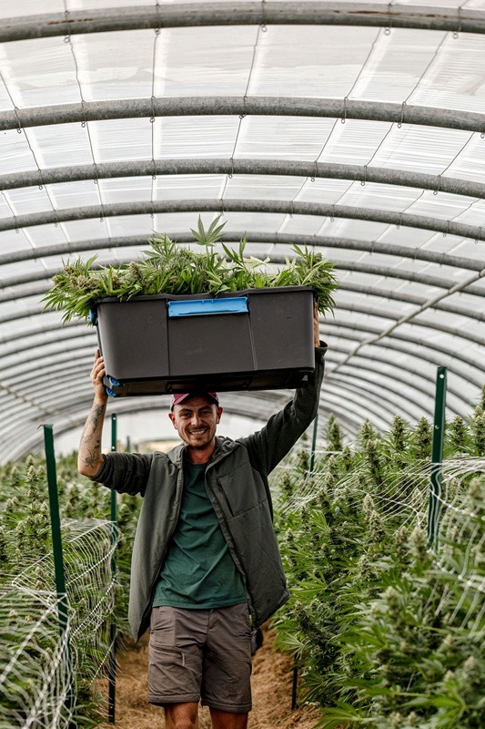 Culture Light Dep avec Thomas des Plantes de Tomine, récolte des fleurs de CBD en aout 2025