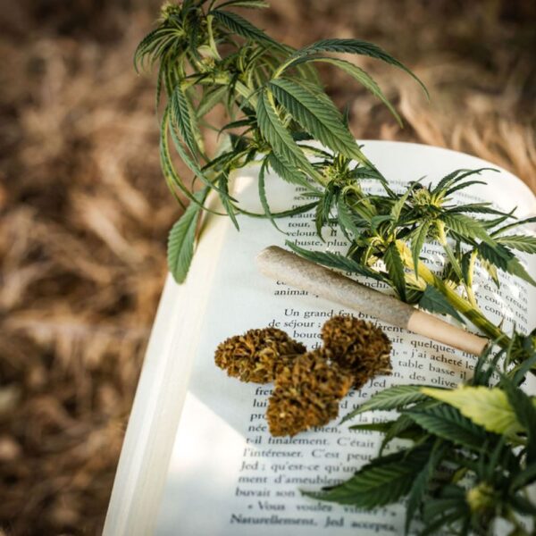 Fleurs de CBD BIO - small buds – Image 3