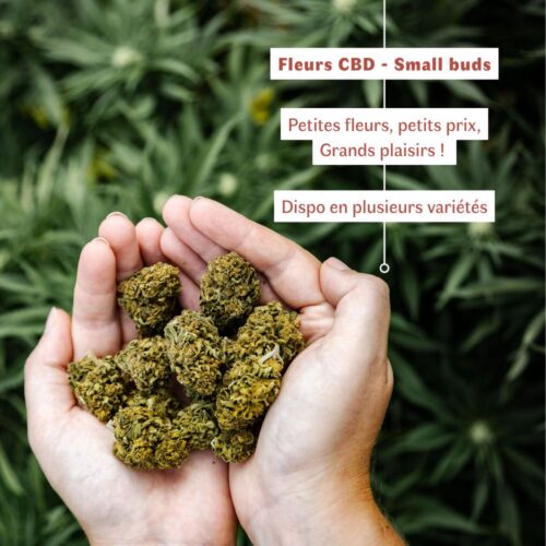 Fleurs de CBD BIO - small buds
