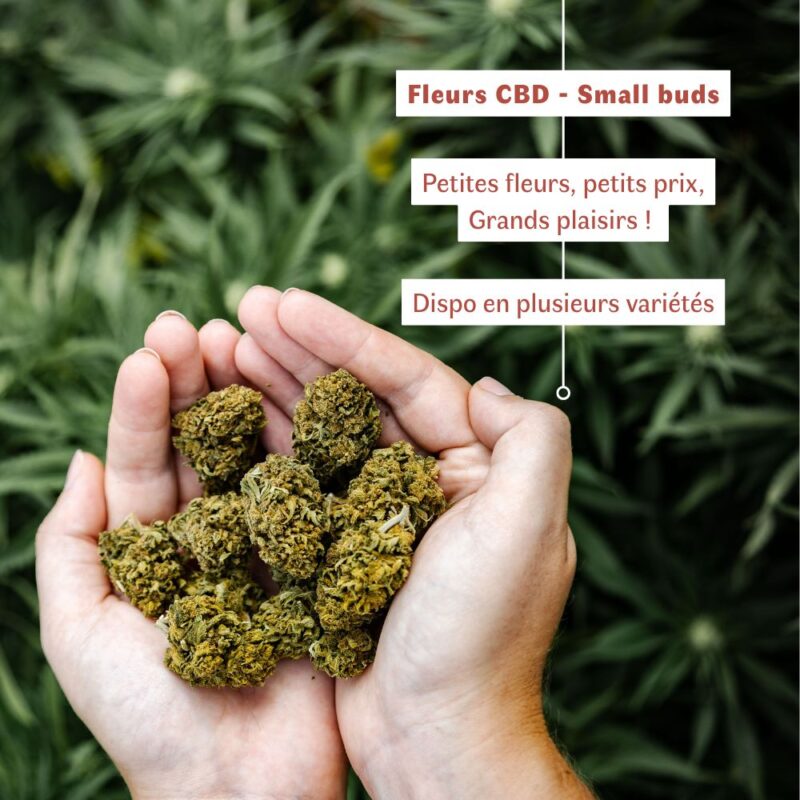 Fleurs de CBD BIO - small buds