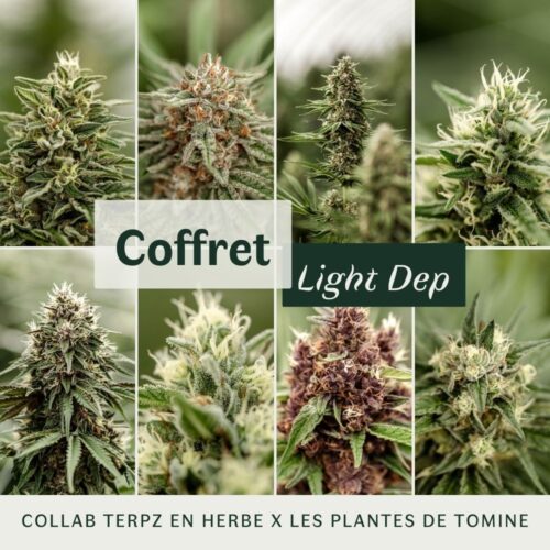 Coffret fleurs CBD light dep collab les Plantes de Tomine et Terpz en herbe - détails plantes