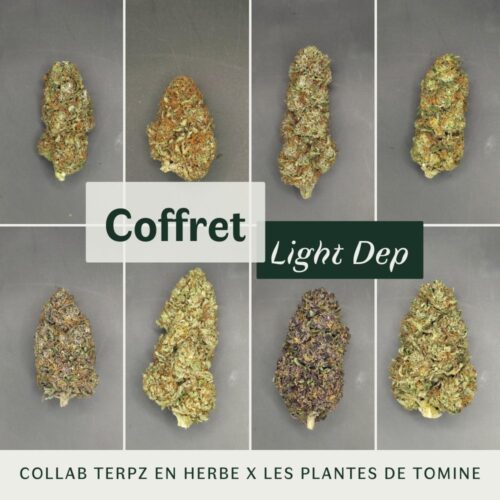 Coffret fleurs CBD light dep collab les Plantes de Tomine et Terpz en herbe - détails fleurs