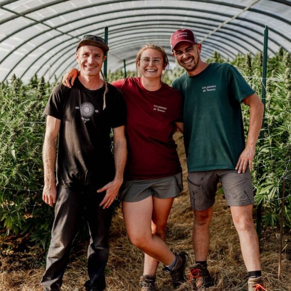 Collab Les Plantes de Tomine et Terpz en Herbe - Culture Light Dep CBD