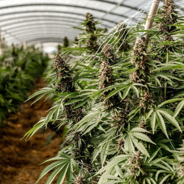 CBD Light Dep - serre Les Plantes de Tomine