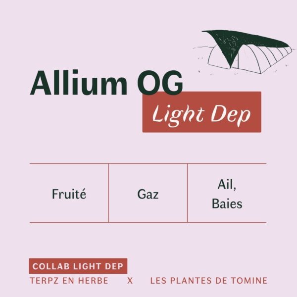 Fleurs CBD Allium OG quel goût ? Culture Light Dep par Les Plantes de Tomine