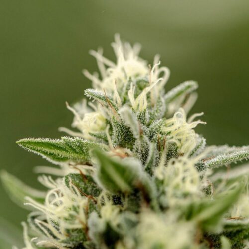Fleurs de CBD Allium OG, culture bio Light Dep par les Plantes de Tomine zoom plantes trichomes, cannabinoïdes et terpènes