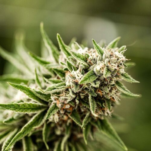 Fleurs de CBD Light Dep Angel Cake, culture bio par les Plantes de Tomine