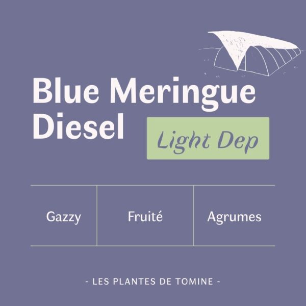 Fleurs CBD Blue Meringue Diesel quel goût ? Culture Light Dep par Les Plantes de Tomine