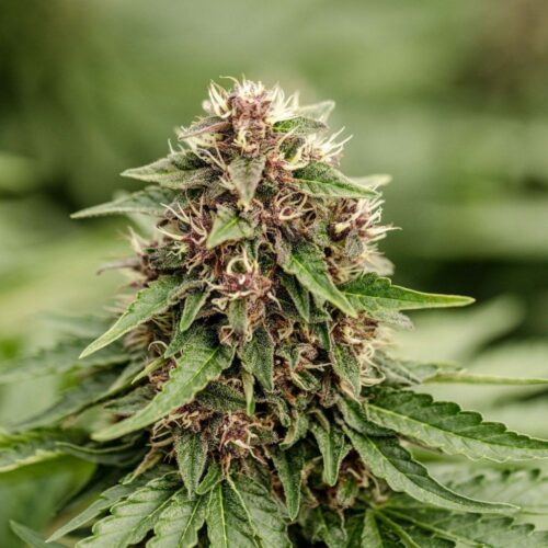 Fleurs de CBD Light Dep Blue Meringue Diesel, culture bio par les Plantes de Tomine