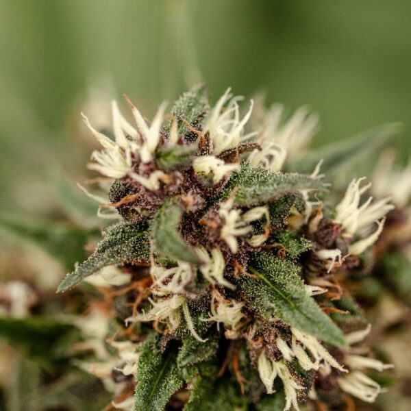 Fleurs de CBD Blue Meringue Diesel, culture bio Light Dep par les Plantes de Tomine zoom plantes trichomes, cannabinoïdes et terpènes