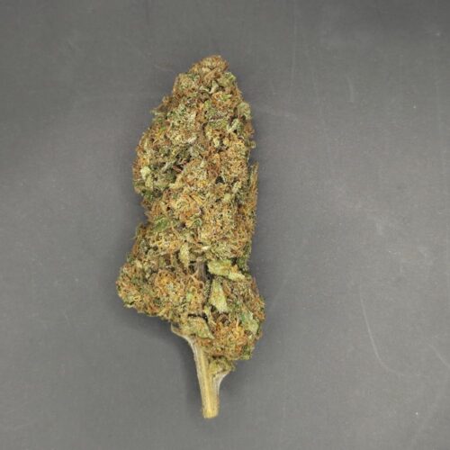 Fleurs de CBD Blueberry Muffin culture bio Light Dep par les Plantes de Tomine zoom