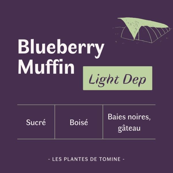 Fleurs CBD Blueberry Muffin quel goût ? Culture Light Dep par Les Plantes de Tomine