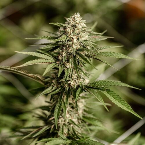 Fleurs de CBD Light Dep Blueberry Muffin, culture bio par les Plantes de Tomine