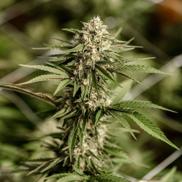 Fleurs de CBD Light Dep Blueberry Muffin, culture bio par les Plantes de Tomine