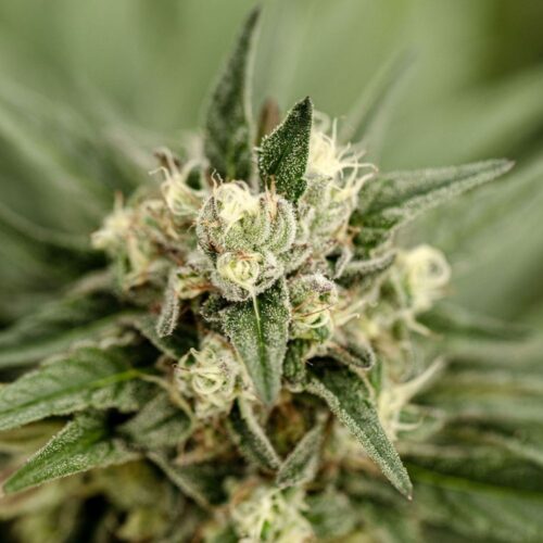 Fleurs de CBD Goat Butter, culture bio Light Dep par les Plantes de Tomine zoom plantes trichomes, cannabinoïdes et terpènes